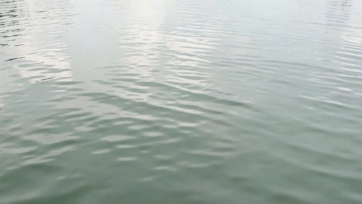Still water surface with gentle ripples catching soft daylight
